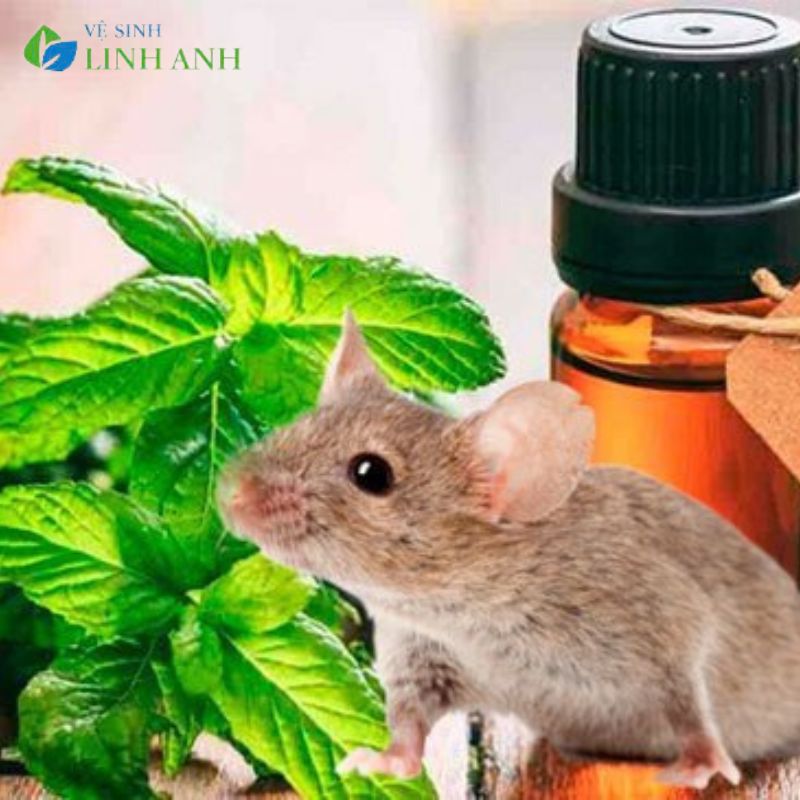 Cách đuổi chuột khỏi nhà